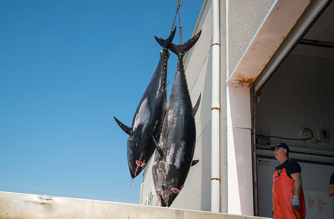 Europas beste tunfisk får du i Spania