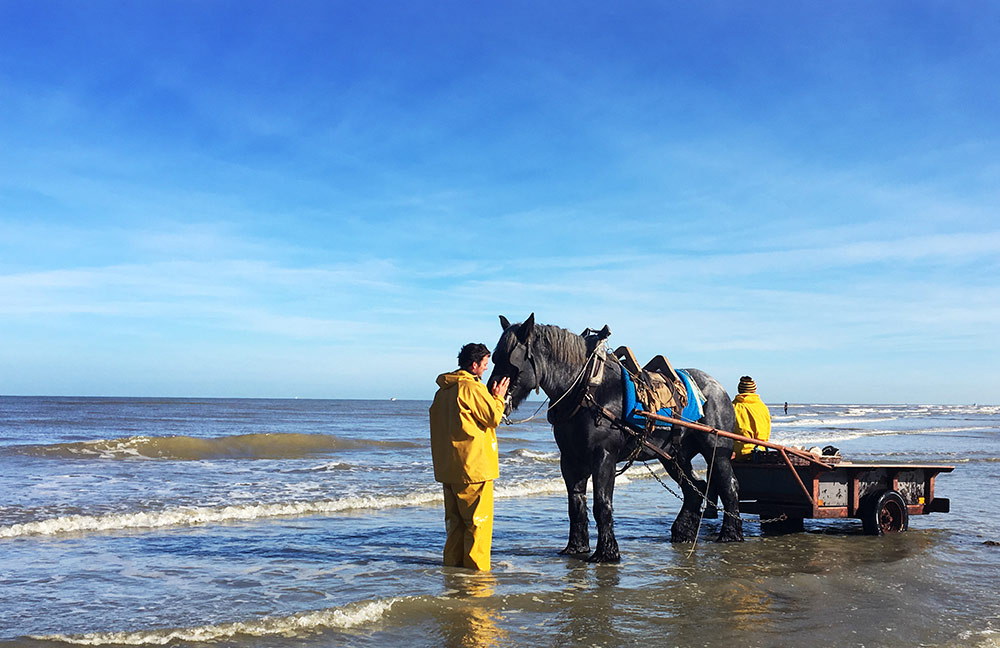 Belgia fiske etter reker