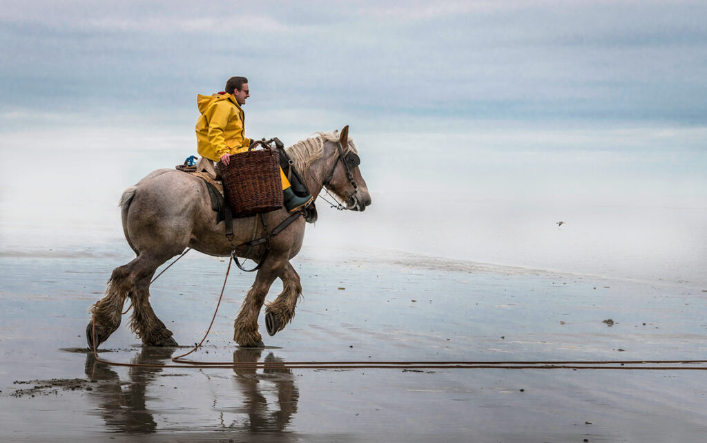 Tradisjonelt rekefiske i Belgia