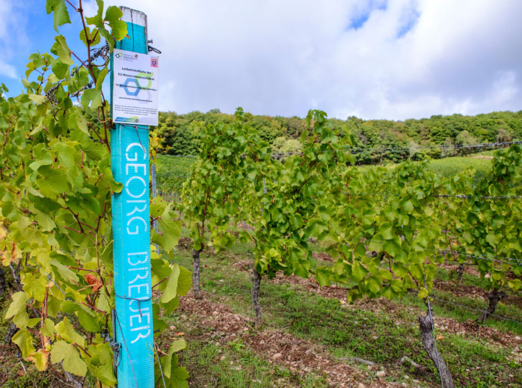 vinranker rieslingvin vintur tyskland