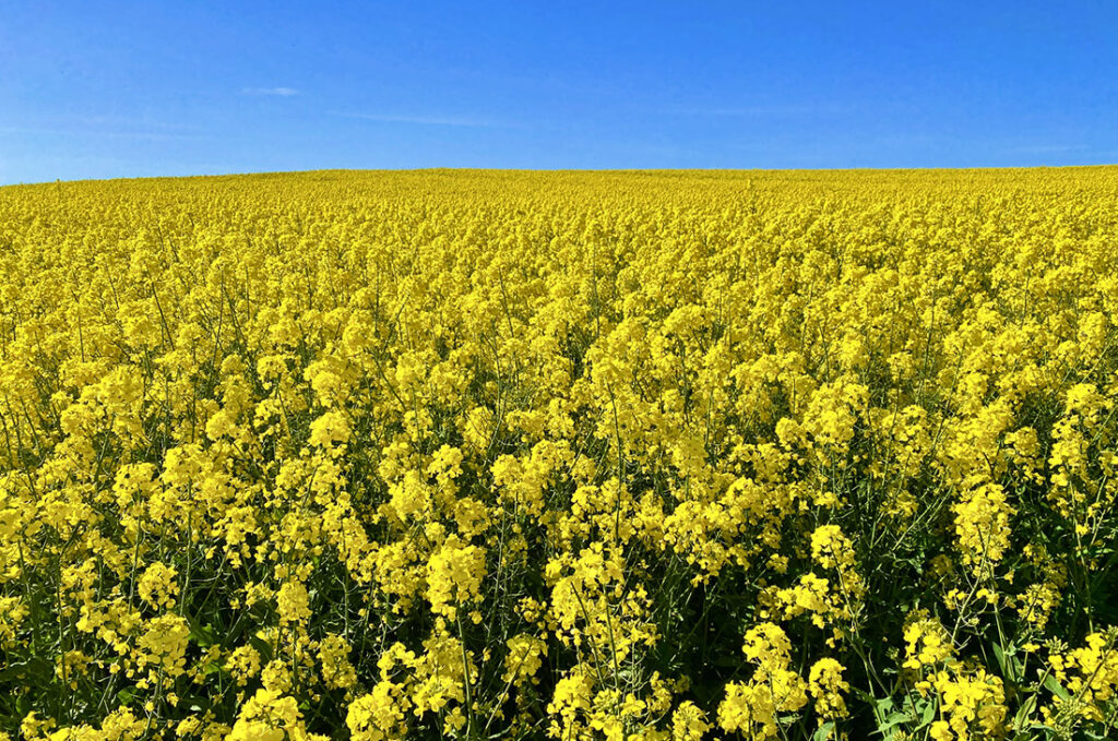 Rapsåker på Jylland